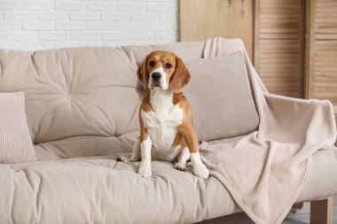 Evdeki kanepede oturan sevimli Beagle köpeği.