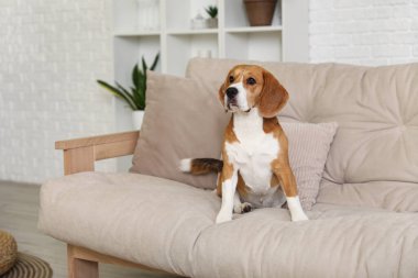 Oturma odasındaki kanepede oturan sevimli Beagle köpeği.