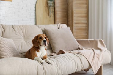 Oturma odasındaki kanepede oturan sevimli Beagle köpeği.