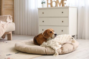 Sevimli Beagle köpeği oturma odasında evcil hayvan yatağında yatıyor.
