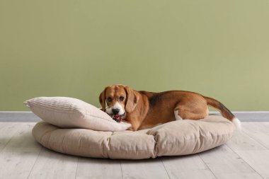 Oyuncak oyuncağıyla yeşil duvarın yanındaki evcil hayvan yatağında yatan sevimli Beagle köpeği.