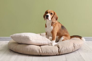 Tatlı Beagle köpeği yeşil duvarın yanındaki evcil hayvan yatağında oturuyor.
