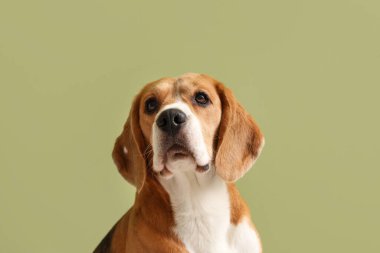 Yeşil arka planda sevimli Beagle köpeği