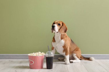 Patlamış mısır kovası ve yeşil duvarın yanında plastik kola bardağı olan sevimli Beagle köpeği.