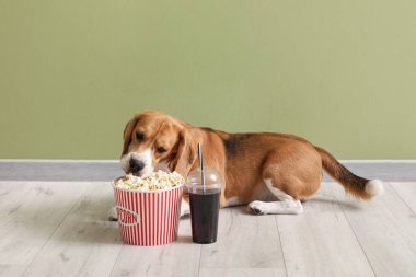Patlamış mısır kovası ve yeşil duvarın yanında plastik kola bardağı olan sevimli Beagle köpeği.