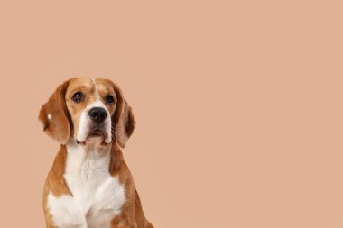 Kahverengi arka planda sevimli Beagle köpeği