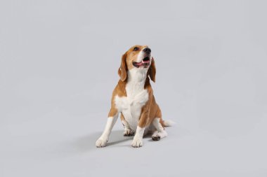 Gri arka planda oturan sevimli Beagle köpeği.