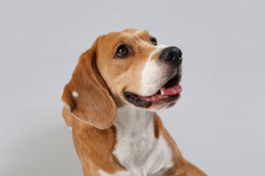 Gri arka planda sevimli Beagle köpeği