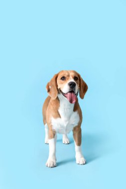Mavi arka planda sevimli Beagle köpeği