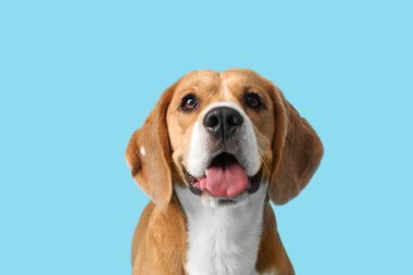 Mavi arka planda sevimli Beagle köpeği