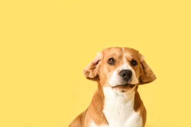 Sarı arka planda sevimli Beagle köpeği.