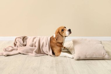 Ekoseli ve bej duvarın yanında yumuşak yastıklı sevimli Beagle köpeği.