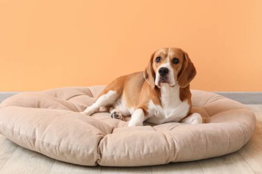 Tatlı Beagle köpeği turuncu duvarın yanındaki evcil hayvan yatağında yatıyor.