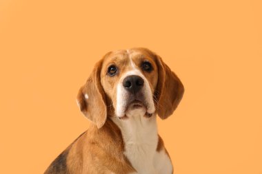 Turuncu arka planda sevimli Beagle köpeği.