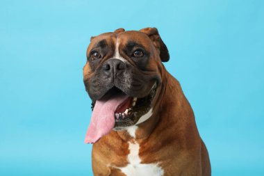 Mavi arka planda şirin boksör köpeği