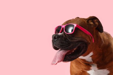 Pembe arka planda güneş gözlüklü şirin boksör köpeği.