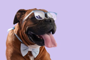 Güneş gözlüklü şirin boksör köpeği ve gri arka planda papyon.