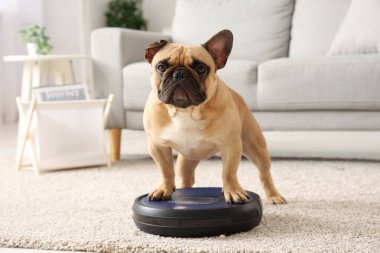 Evde robot elektrik süpürgesinin üzerinde duran sevimli Fransız bulldog.