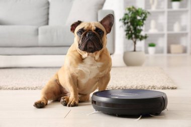 Evde robot elektrik süpürgesinin yanında oturan sevimli Fransız bulldog.