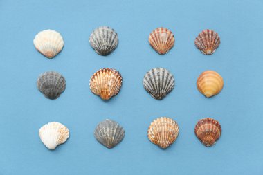Mavi arka planda bir sürü deniz tarağı