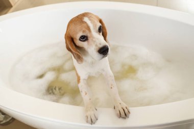 Tatlı Beagle köpeği evde sabun köpüğüyle banyo yapıyor.