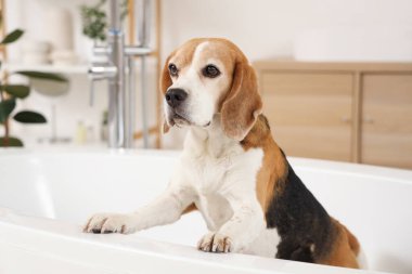 Tatlı Beagle köpeği evde banyo yapıyor.