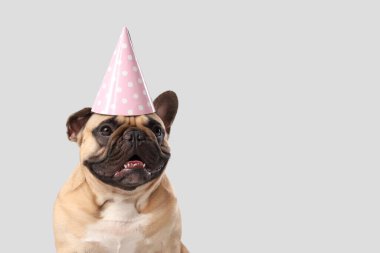 Gri arka planda parti şapkalı şirin Fransız bulldog 'u.