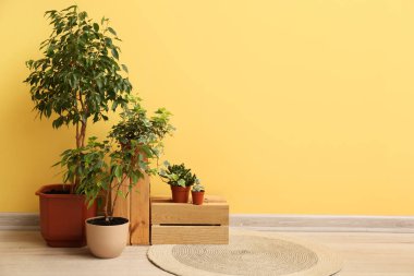 Sarı duvarın yanında ahşap kutuları olan yeşil bitkiler.