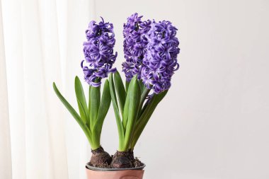 Mor sümbüller, tencerede, tahta masada, ışık duvarının yanında.