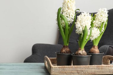 Güzel beyaz sümbül çiçekleri Hasır tepside masanın üstünde