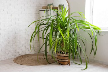 Hasır kapta ev bitkisi. Beyaz tuğla duvarın yanında yerde.