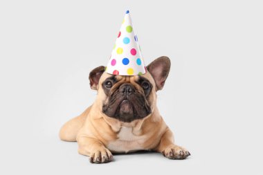 Gri arka planda parti şapkalı şirin Fransız bulldog 'u.