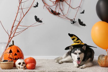 Cadılar Bayramı süslemeleri gri duvarın yanında duran cadı şapkalı şirin, iri kıyım köpek.