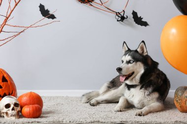 Gri duvarın yanında yerde duran cadılar bayramı süslemeleri olan sevimli, iri yapılı bir köpek.