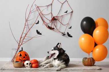 Gri duvarın yanında yerde duran cadılar bayramı süslemeleri olan sevimli, iri yapılı bir köpek.