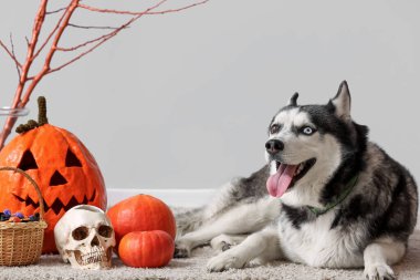 Gri duvarın yanında yerde duran cadılar bayramı süslemeleri olan sevimli, iri yapılı bir köpek.