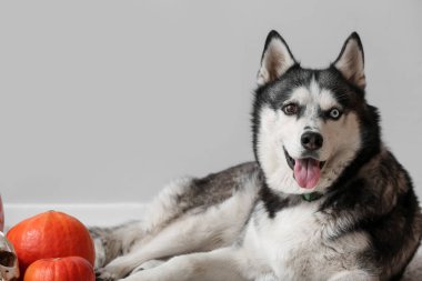 Gri duvarın yanında yerde duran cadılar bayramı süslemeleri olan sevimli, iri yapılı bir köpek.