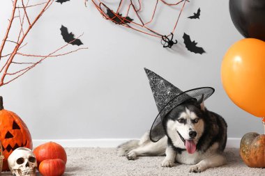 Cadılar Bayramı süslemeleri gri duvarın yanında duran cadı şapkalı şirin, iri kıyım köpek.