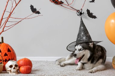 Cadılar Bayramı süslemeleri gri duvarın yanında duran cadı şapkalı şirin, iri kıyım köpek.