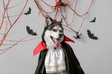 Gri arka planda cadılar bayramı süslemeleri olan Drakula kostümlü şirin, iri kıyım bir köpek.