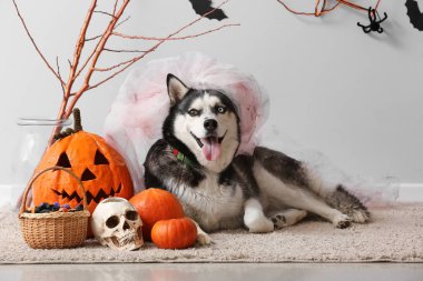 Gri duvarın yanında cadılar bayramı süslemeleri olan ölü gelin kostümlü sevimli, iri yapılı köpek.
