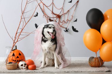 Gri duvarın yanında cadılar bayramı süslemeleri olan ölü gelin kostümlü sevimli, iri yapılı köpek.