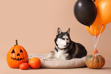 Evcil hayvan yatağında bej arka planda duran balon ve balonlu şirin, iri yapılı bir köpek. Cadılar Bayramı