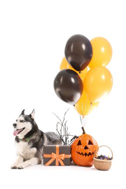 Balkabağı, hediye kutusu, balonlar ve beyaz arka planda izole edilmiş bir kova şekerlemeli şirin, iri kıyım bir köpek. Cadılar Bayramı