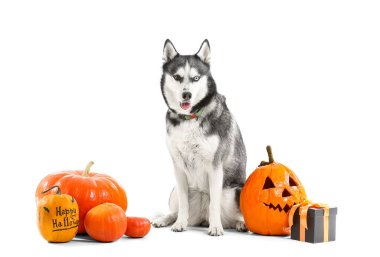 Beyaz arka planda izole edilmiş balkabağı ve hediye kutusu olan sevimli, iri yapılı bir köpek. Cadılar Bayramı