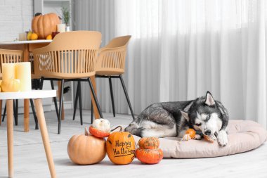 Evcil hayvan yatağında oyuncak ve bal kabaklarıyla sevimli, iri yapılı bir köpek. Cadılar Bayramı