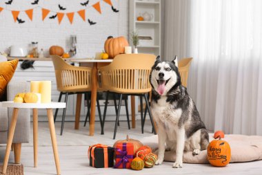 Cadılar Bayramı süslemeleri ve evdeki evcil hayvan yatağında hediye kutuları olan sevimli, iri kıyım bir köpek.