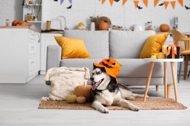 Evde yerde uzanan Cadılar Bayramı süslemeleri olan sevimli, iri yapılı köpek.