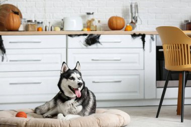 Cadılar Bayramı süslemeleri ve evcil hayvan yatağında uzanan oyuncak topuyla sevimli, iri yapılı bir köpek.