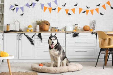 Cadılar Bayramı süslemeleri ve evcil hayvan yatağında oturan oyuncak topuyla sevimli, iri kıyım bir köpek.